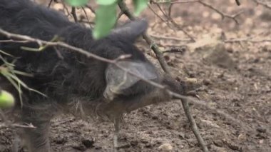 Mangalitza domuzları açık hava ahırında tutuluyor. Yüksek kaliteli FullHD görüntüler