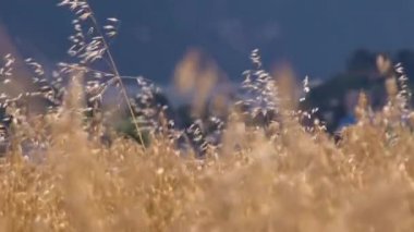 Yazın Avusturya 'nın Salzkammergut tepelerine karşı tarımsal tahıl tarlası. Yüksek kaliteli FullHD görüntüler