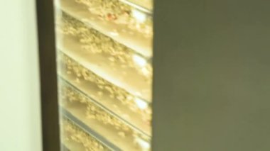 Granola müsli fırında pişiyor. Yüksek kaliteli FullHD görüntüler