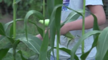 Çocuklar şehir bahçe projesinde mısır yiyorlar. Yüksek kaliteli FullHD görüntüler