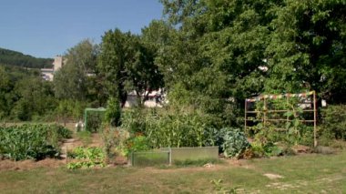 Bahçe işleri projesinde sebze pancarı. Yüksek kaliteli FullHD görüntüler