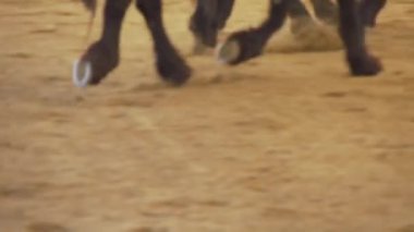 Bir grup at, kapalı alandaki otlaklarda koşuyor. Yüksek kaliteli FullHD görüntüler