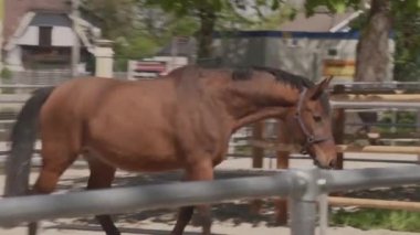 Çayırda at çiftleri birlikte. Yüksek kaliteli FullHD görüntüler