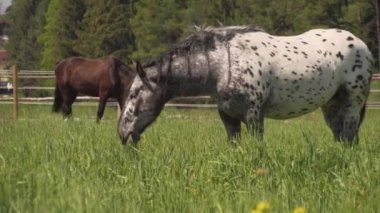 Baharda at otlağı. Yüksek kaliteli FullHD görüntüler