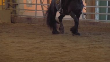 Bir grup at, kapalı alandaki otlaklarda koşuyor. Yüksek kaliteli FullHD görüntüler