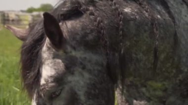 Baharda at otlağı. Yüksek kaliteli FullHD görüntüler