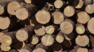 Ağaç deposuna istiflenmiş kütükler. Yüksek kalite 4k görüntü