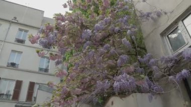 Paris yerleşim bölgesinde Wisteria çiçek açıyor. Yüksek kalite 4k görüntü