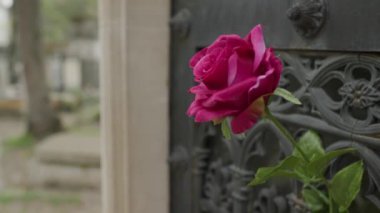 Mezarlıktaki mezar taşında mor gül. Yüksek kalite 4k görüntü