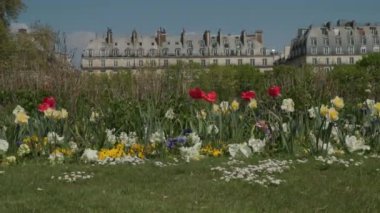 Fransa, Paris 'teki Jardin De Tuileries' de laleler. Yüksek kalite 4k görüntü