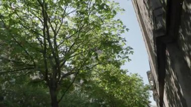 Ağaçlar arasında Notre Dame kuleleri olan Paris şehri. Yüksek kalite 4k görüntü