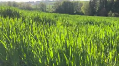 İlkbaharda güzel bir tarla tarlası. Yüksek kalite 4k görüntü