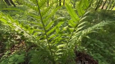 İlkbaharda güzel bir ormanda eğreltiotu. Yüksek kalite 4k görüntü