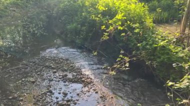Ormanda küçük bir dere ve gölet. Yüksek kalite 4k görüntü