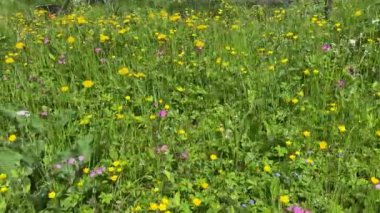 İlkbaharda güzel alp çayırları. Yüksek kalite 4k görüntü
