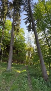 Orman açıklığında uzun köknar ağaçları. Yüksek kalite 4k görüntü