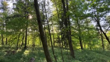 İlkbaharda yolu olan yaprak döken orman. Yüksek kalite 4k görüntü