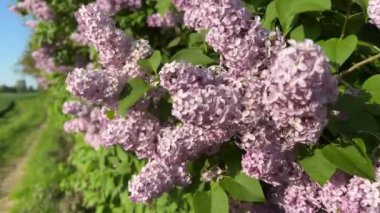 İlkbaharda kır yolunun yakınında leylak çiçek açıyor. Yüksek kalite 4k görüntü