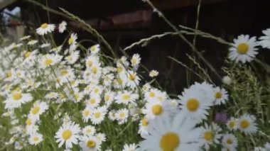 Marguerite çiçeklerinin baharda açtığı fotovoltaik paneller. Yüksek kalite 4k görüntü