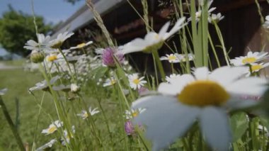 Marguerite çiçeklerinin baharda açtığı fotovoltaik paneller. Yüksek kalite 4k görüntü