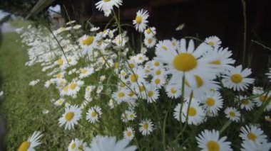 Marguerite çiçeklerinin baharda açtığı fotovoltaik paneller. Yüksek kalite 4k görüntü