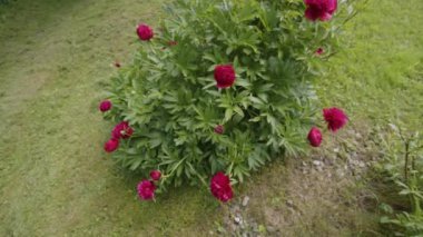 Bahçedeki pentekost 'ta çiçek açan güzel şakayık çiçekleri. Yüksek kalite 4k görüntü