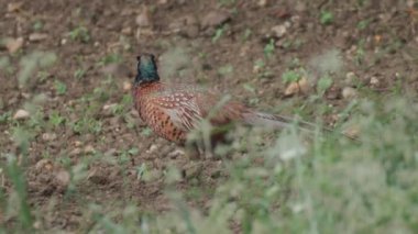 Zirai alanda oturan sülün. Yüksek kaliteli FullHD görüntüler