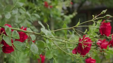 Bahçede açan kırmızı güller. Yüksek kaliteli FullHD görüntüler