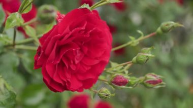 Bahçede açan kırmızı güller. Yüksek kaliteli FullHD görüntüler