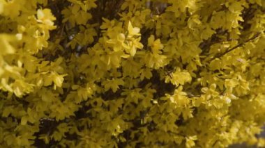 Ahşap ahırda filizlenen çalı. Yüksek kalite 4k görüntü