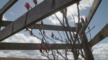 Manolya kırsal alanda çiçek açıyor. Yüksek kalite 4k görüntü