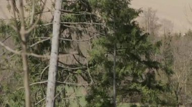 Ormandaki güçlü rüzgar ağaçları büküyor. Yüksek kalite 4k görüntü