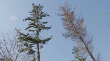 Ormandaki güçlü rüzgar ağaçları büküyor. Yüksek kalite 4k görüntü