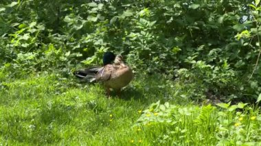 Yazın göletin yanında ördek çifti. Yüksek kalite 4k görüntü