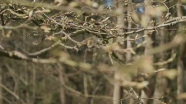 İlkbaharda ağaç filizlerine yakın çekim. Yüksek kalite 4k görüntü