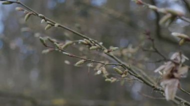 İlkbaharda ağaç filizlerine yakın çekim. Yüksek kalite 4k görüntü