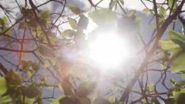 Baharda yapraklar ve yapraklar arasında güzel bir güneş ışığı. Yüksek kalite 4k görüntü