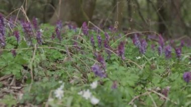 Kırsal çayırda güzel bahar çiçekleri. Yüksek kalite 4k görüntü