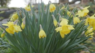 Baharda bahçede yürüyüş kupaları. Yüksek kalite 4k görüntü