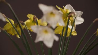 Bardaklar cam vazoda dönüyordu. Yüksek kalite 4k görüntü