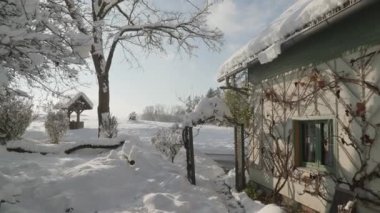 Kışın ağaçta karatavuk ve bahçe karatavuğu. Yüksek kalite 4k görüntü