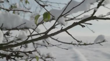 Kar, güzel bir kış gününde ağaçları kapladı. Yüksek kalite 4k görüntü