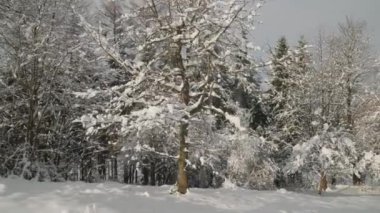 Kar, güzel bir kış gününde ağaçları kapladı. Yüksek kalite 4k görüntü