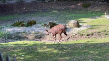 Hayvanat bahçesinde devekuşu ve devekuşu. Yüksek kalite 4k görüntü