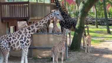 Zürafalar hayvanat bahçesinde ağaç dallarıyla besleniyor. Yüksek kalite 4k görüntü