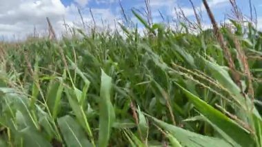 Rüzgarlı havada mısır tarlası. Yüksek kalite 4k görüntü