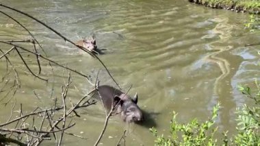 Tapir ailesi hayvanat bahçesinde. Yüksek kalite 4k görüntü