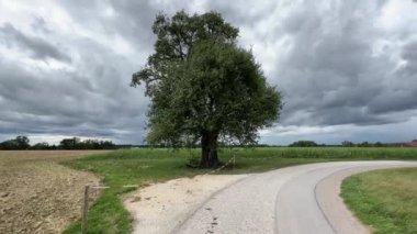 Görkemli armut ağacının üzerine yağmur bulutları yağıyor. Yüksek kalite 4k görüntü