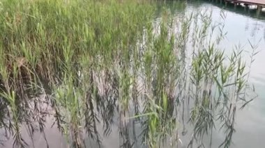 Alp Gölü 'nün sularında büyüyen kamış. Yüksek kalite 4k görüntü