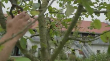 Bahçıvan elma ağacında dallar kesiyor. Yüksek kalite 4k görüntü